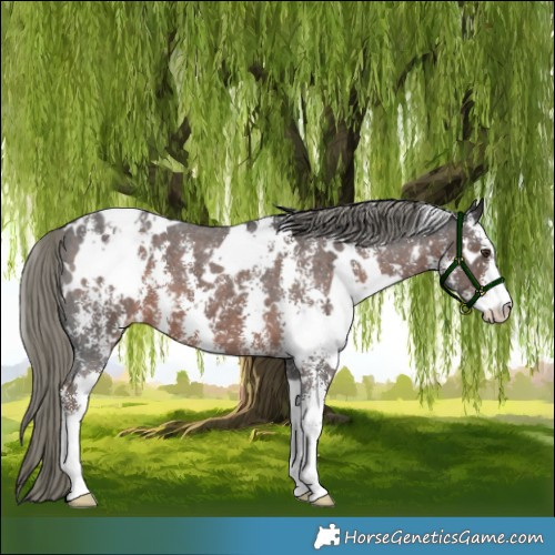 Horse Color:White Spotted Liver Chestnut Mushroom Sabino Appaloosa 