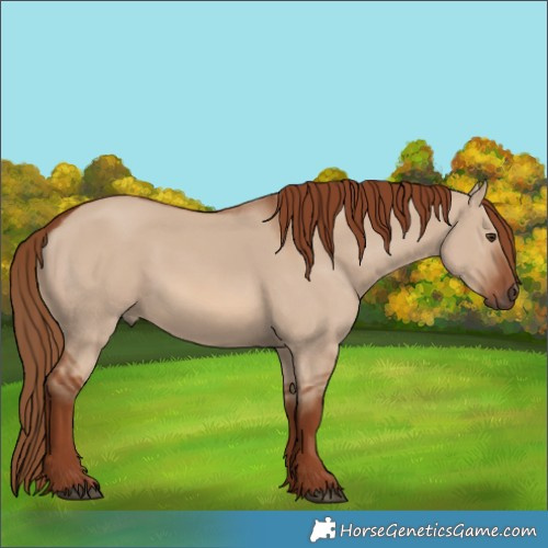Horse Color:Red Dun 
