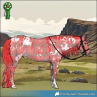 Horse Color:Watercolor Plaid  White Spotted Liver Red Dun Brindle 