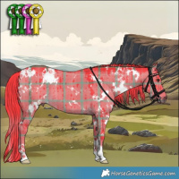 Horse Color:Watercolor Plaid  White Spotted Liver Red Dun Brindle 