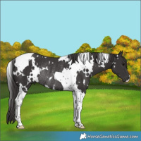 Horse Color:White Spotted Smoky Black Tobiano Rabicano 