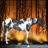 Horse Color:White Spotted Smoky Black Tobiano Rabicano 