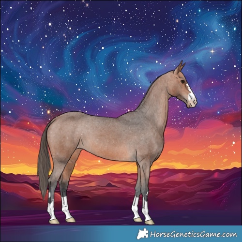 Horse Color:Bay Appaloosa