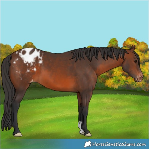 Horse Color:Brown Appaloosa 