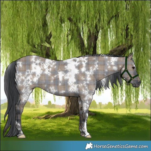 Horse Color:Plaid  White Spotted Grullo 