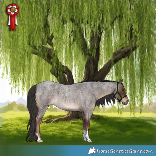Horse Color:Liver Red Roan 