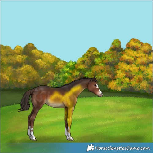 Horse Color:Liver Chestnut 