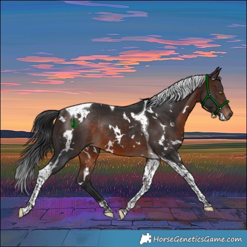 Horse Color:White Spotted Bay Tobiano Rabicano 