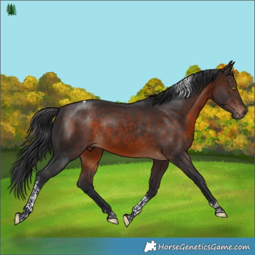 Horse Color:Bay Tobiano Rabicano 