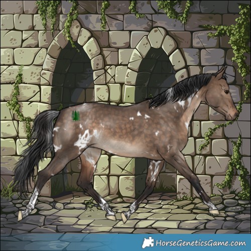 Horse Color:White Spotted Brown Dun Tobiano 