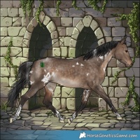 Horse Color:White Spotted Brown Dun Tobiano 