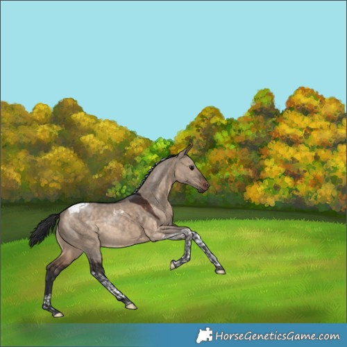 Horse Color:Bay Dun Tobiano Rabicano 