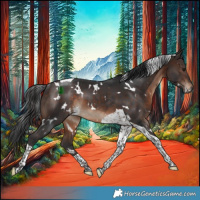 Horse Color:White Spotted Bay Tobiano Rabicano