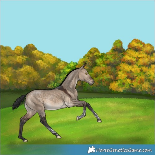 Horse Color:Bay Dun Tobiano 