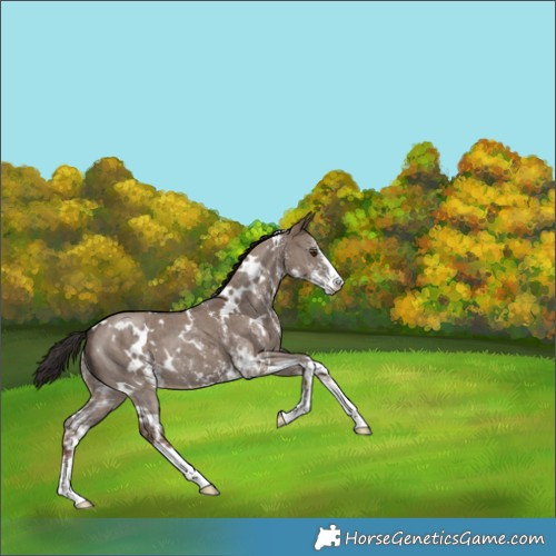 Horse Color:White Spotted Liver Red Dun Sabino Brindle 