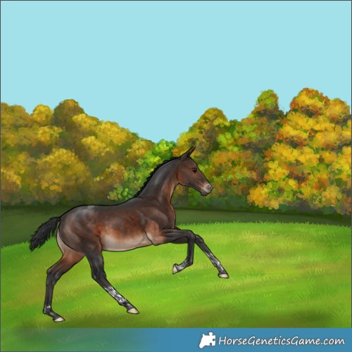 Horse Color:Bay Tobiano 