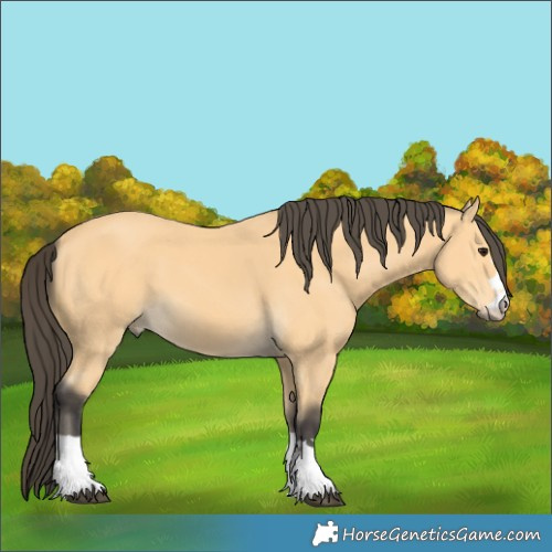 Horse Color:Buckskin 