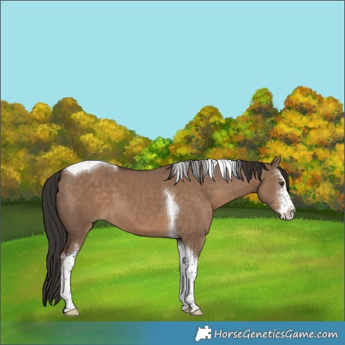 Horse Color:Liver Red Dun Sabino Tobiano 
