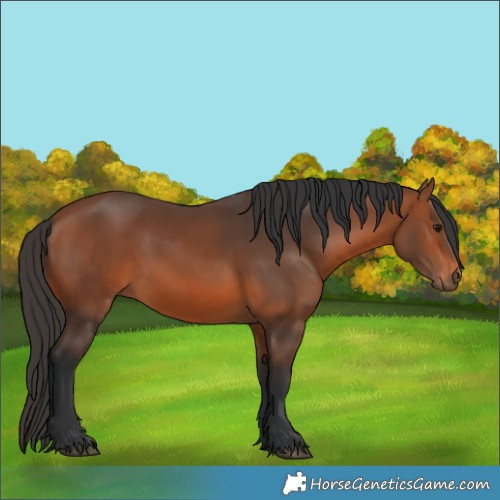 Horse Color:Bay 