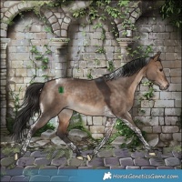 Horse Color:Bay Dun Tobiano Rabicano 