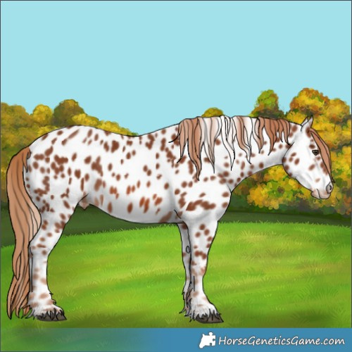 Horse Color:Chestnut Appaloosa