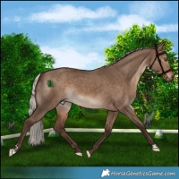 Horse Color:Silver Bay Dun 