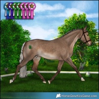 Horse Color:Silver Bay Dun 