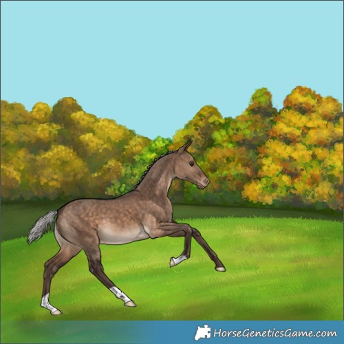 Horse Color:Silver Brown Dun Varnish 