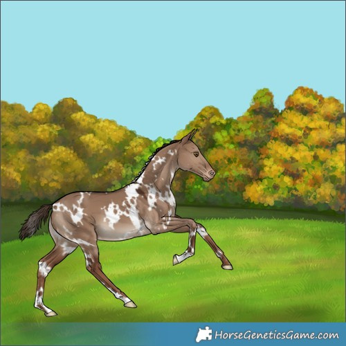 Horse Color:White Spotted Liver Red Dun Appaloosa 