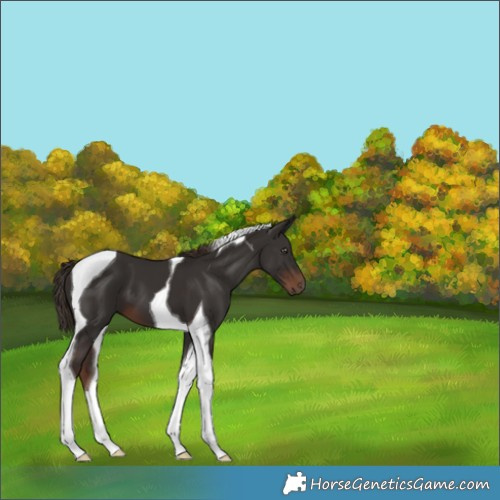 Horse Color:Liver Chestnut Tobiano 