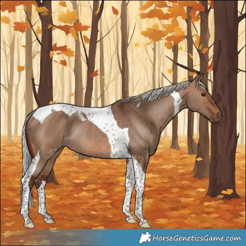 Horse Color:Silver Bay Dun Tobiano Rabicano 