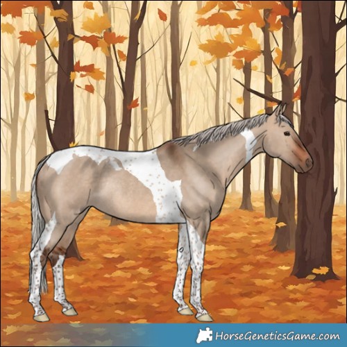 Horse Color:Silver Bay Dun Tobiano Rabicano