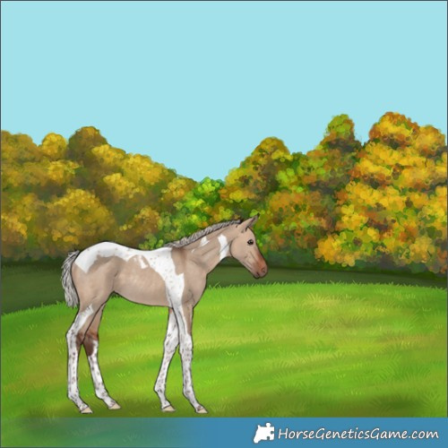 Horse Color:Silver Bay Dun Tobiano Rabicano