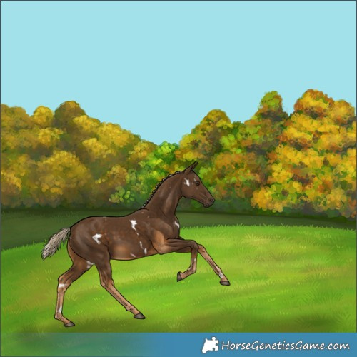 Horse Color:White Spotted Chocolate Palomino Rabicano 