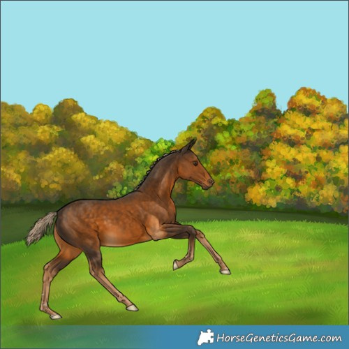 Horse Color:Chocolate Palomino Rabicano 