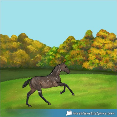 Horse Color:White Spotted Brown Dun Rabicano 