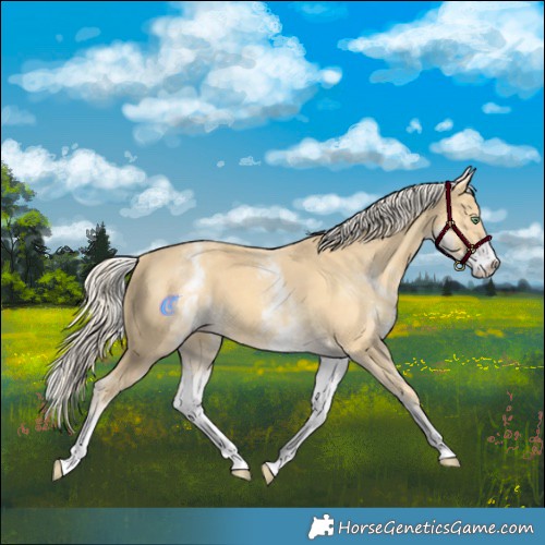 Horse Color:White Spotted Gold Cream Champagne 