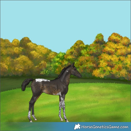 Horse Color:Buckskin Tobiano 