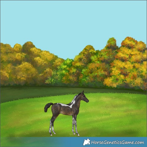 Horse Color:Buckskin Tobiano 