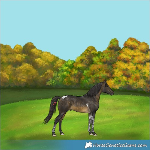 Horse Color:Buckskin Tobiano 