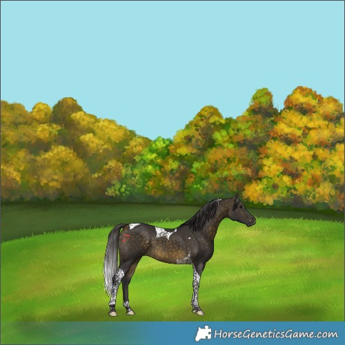 Horse Color:Buckskin Tobiano