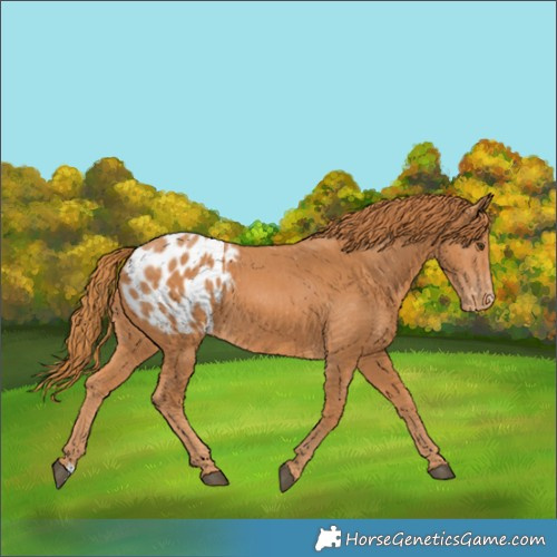 Horse Color:Chestnut Appaloosa 