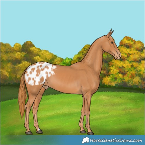 Horse Color:Chestnut Appaloosa 