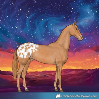 Horse Color:Chestnut Blanket