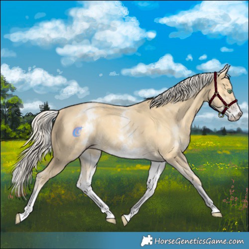 Horse Color:White Spotted Gold Cream Champagne