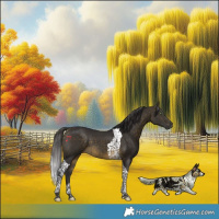 Horse Color:Buckskin Tobiano 
