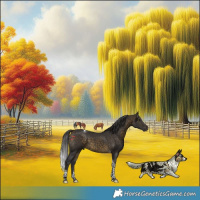 Horse Color:Buckskin Tobiano