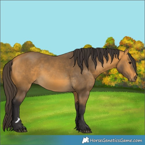 Horse Color:Buckskin