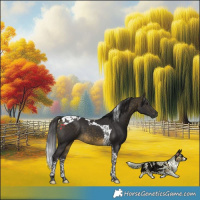 Horse Color:Buckskin Tobiano 