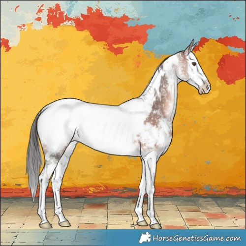 Horse Color:White Spotted Bay Sabino Splash Appaloosa Rabicano